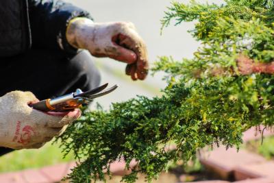 Les outils de jardinage essentiels pour le printemps