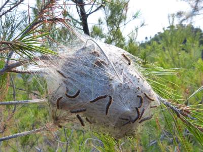 Lutter Contre Le Papillon De La Chenille Processionnaire Du Pin