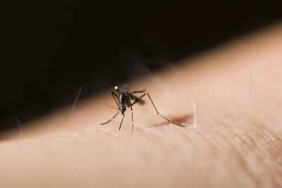 Lutte anti-moustique : des solutions efficaces et naturelles