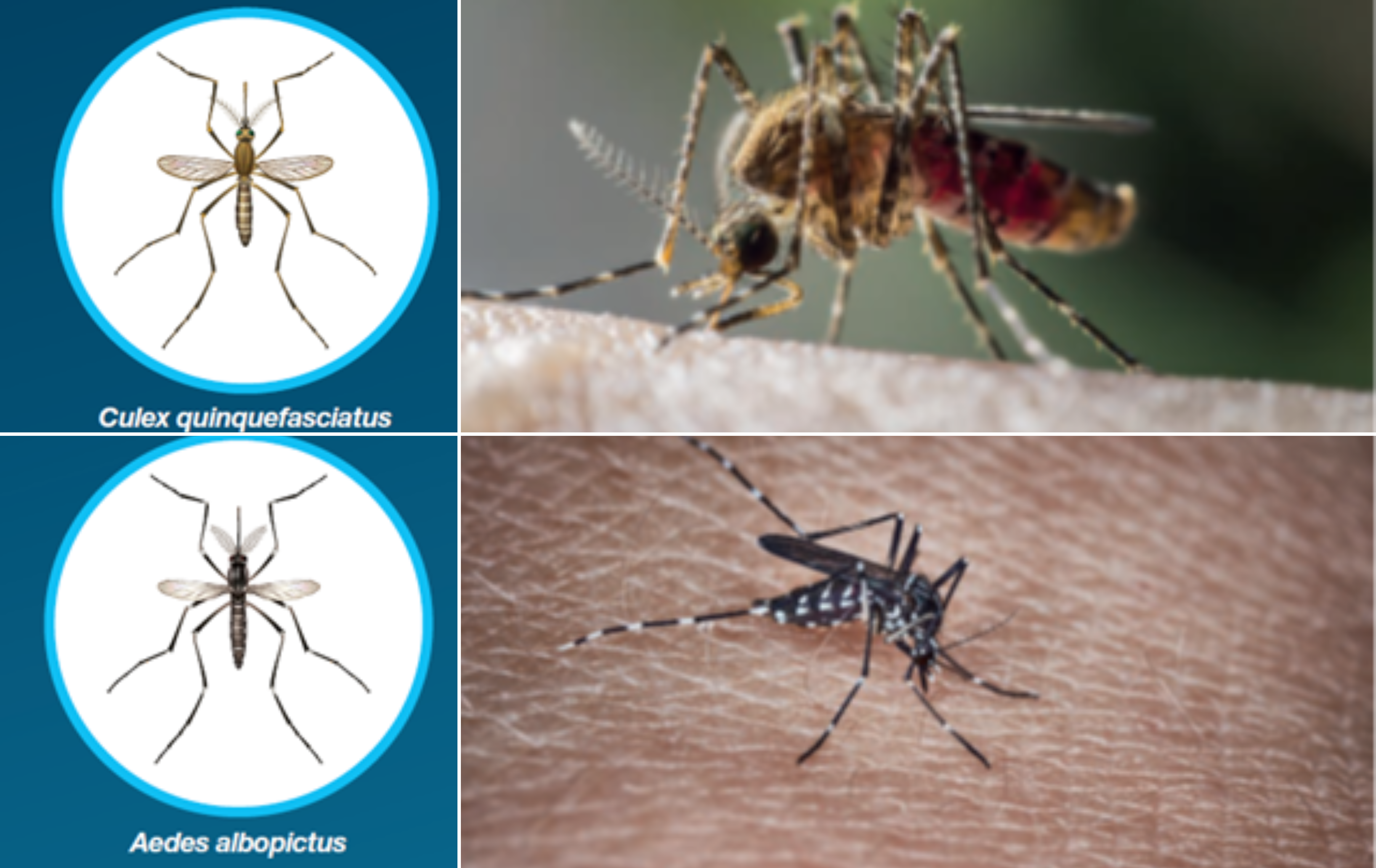 Moustique tigre, Aedes, Culex 