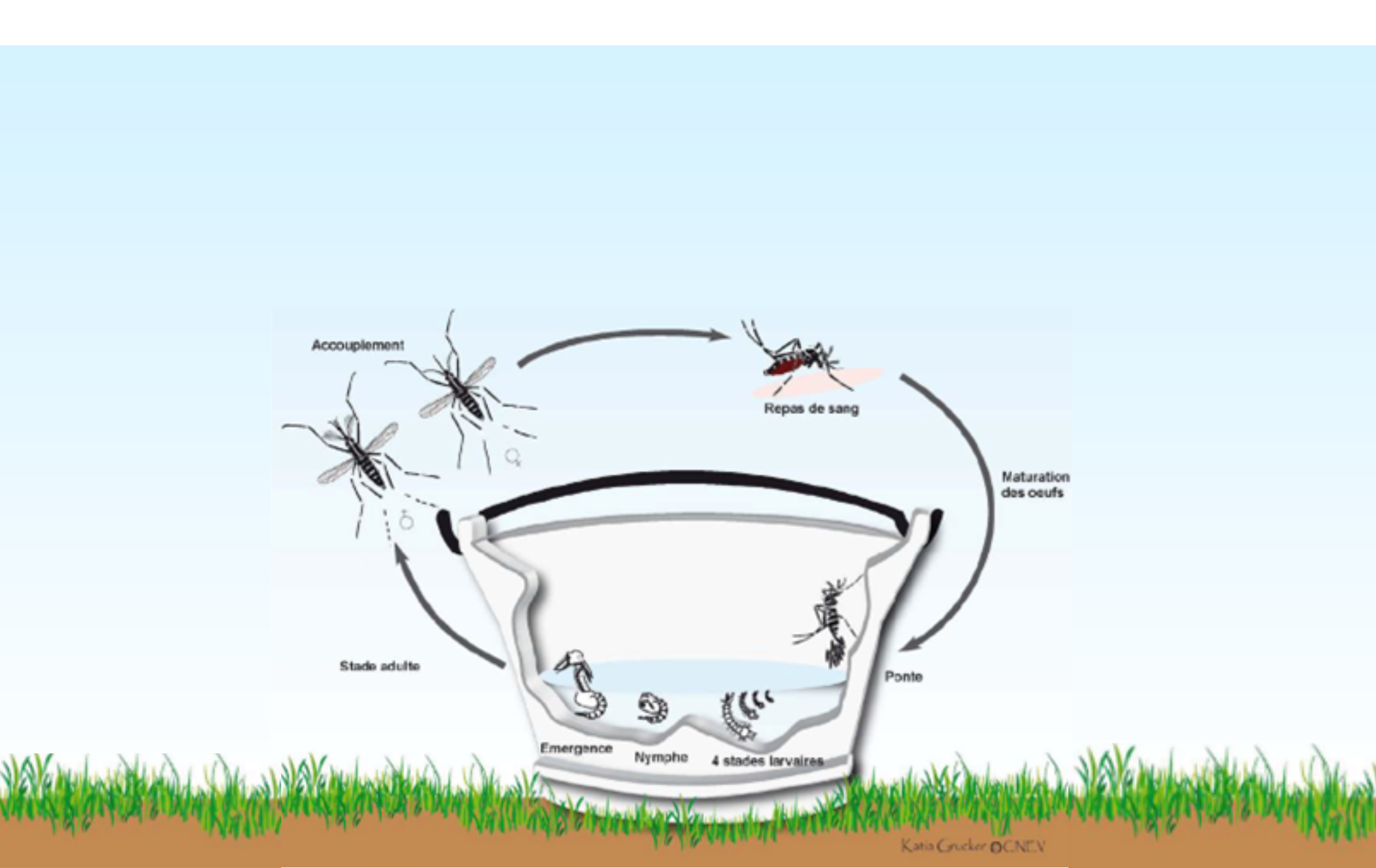 Cycle de reproduction moustique 