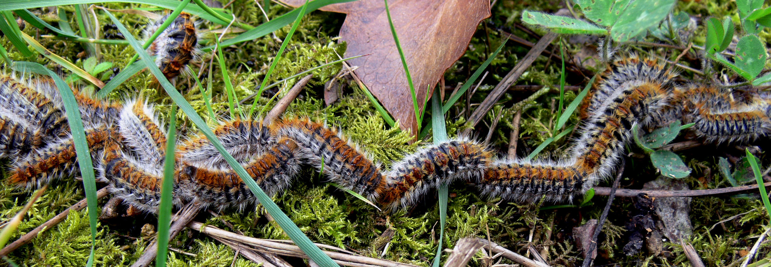 Chenille Processionnaire du Pin