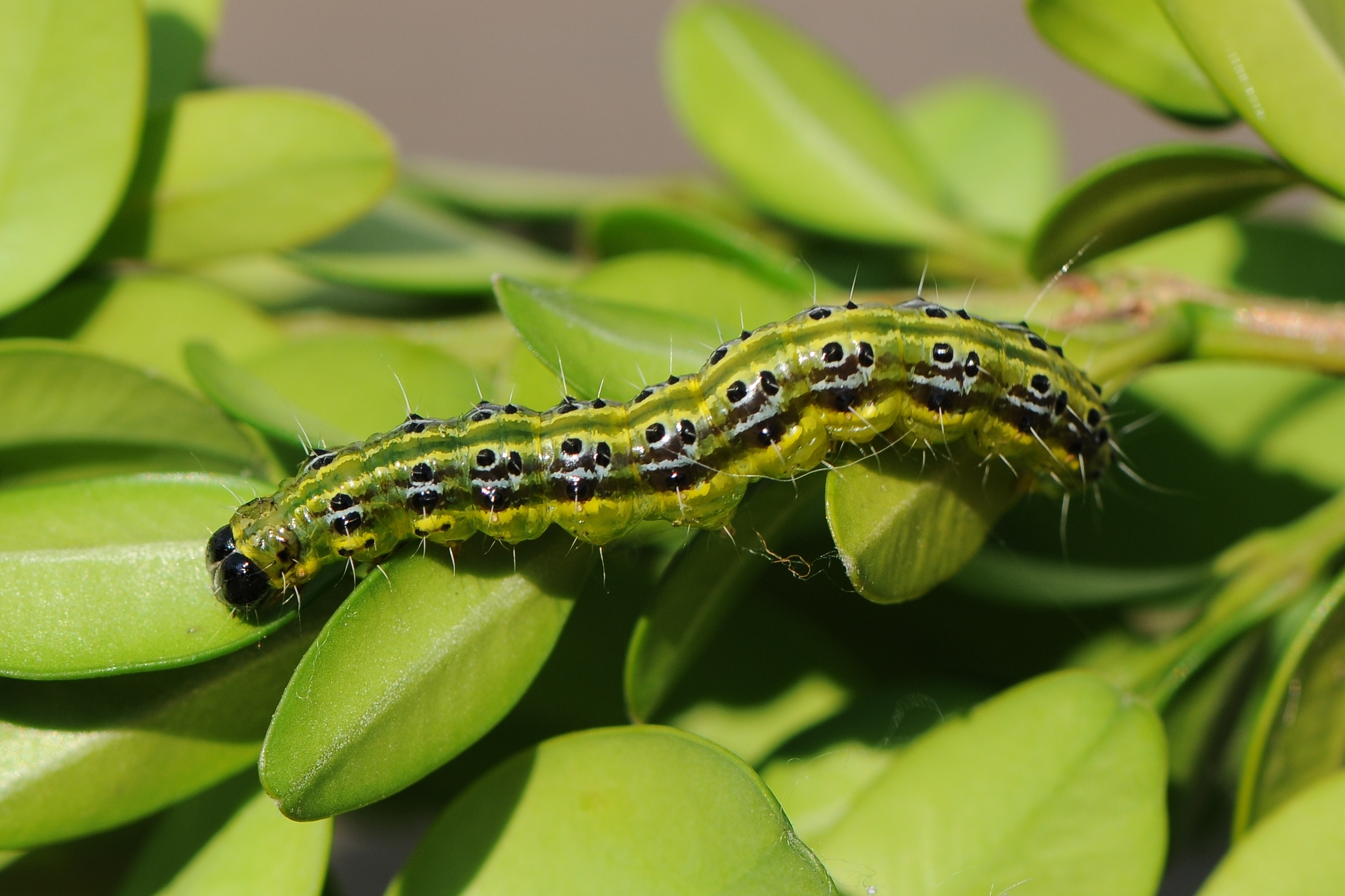 Chenille Pyrale du Buis