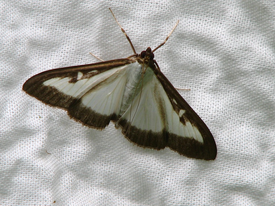Papillon Pyrale du Buis