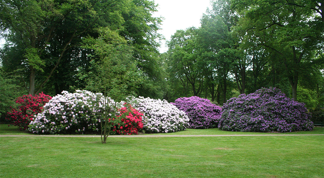 Massif fleuri