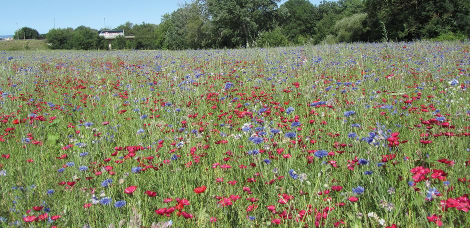 Jachère Biodiversité