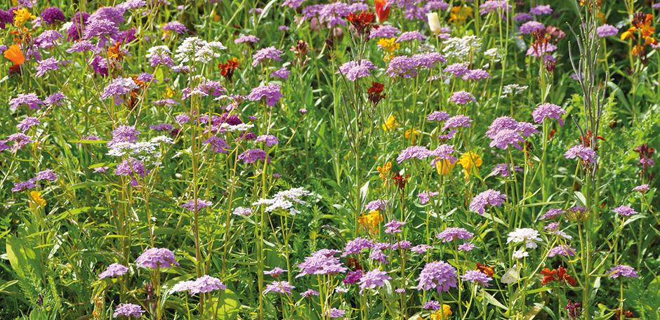 Fleurs violettes 