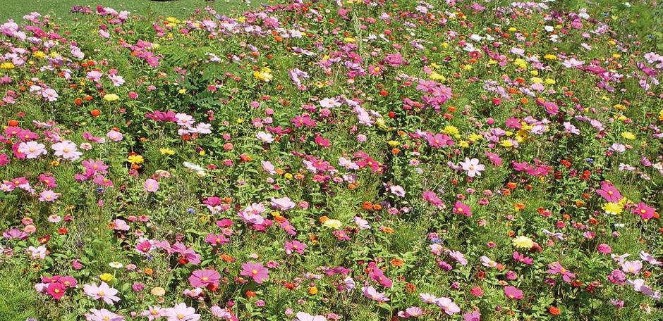 Euroflor Douce France